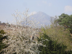 Blossom and sun on mountain