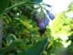 Kilmichael Deluxe Cottages  - Bluebird Cottage - hall