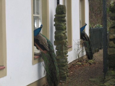 Peacock Cottage - Visitors - larger image