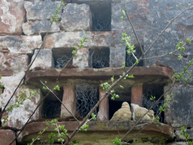 The Dovecote - The dovecote in the gable end - larger image
